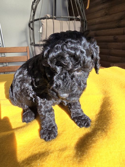 Pudel miniaturowy czarny piesek zkwp fci