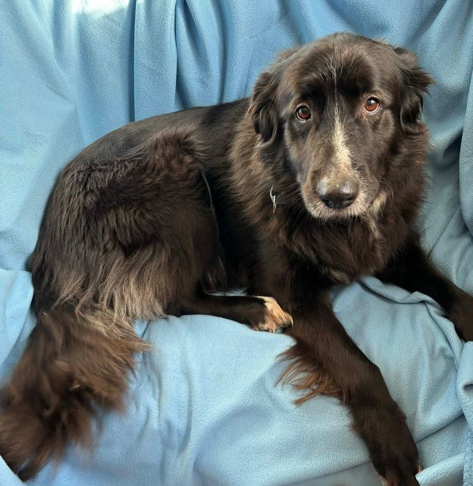 Kefir i Brotka,dwie sierotki proszą o dom.