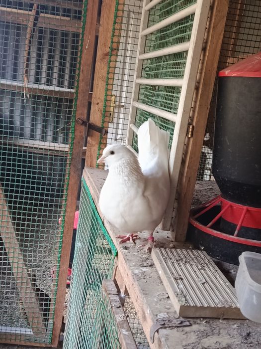 Sprzedam Gołębie Kingi