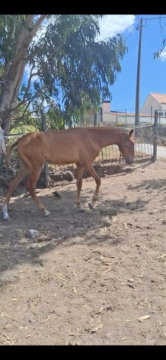 Poldro lusitano com 1 ano