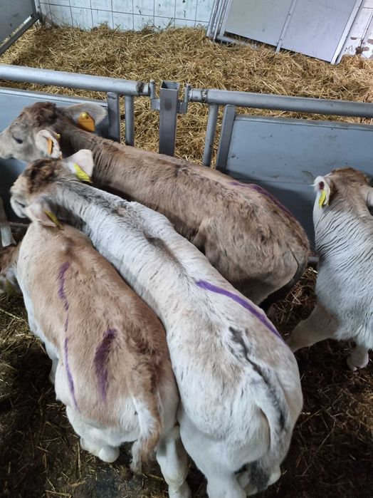 sprzedam cielaki typowo mięsne