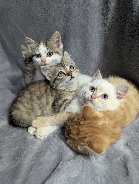 Кошенята шукають домівку