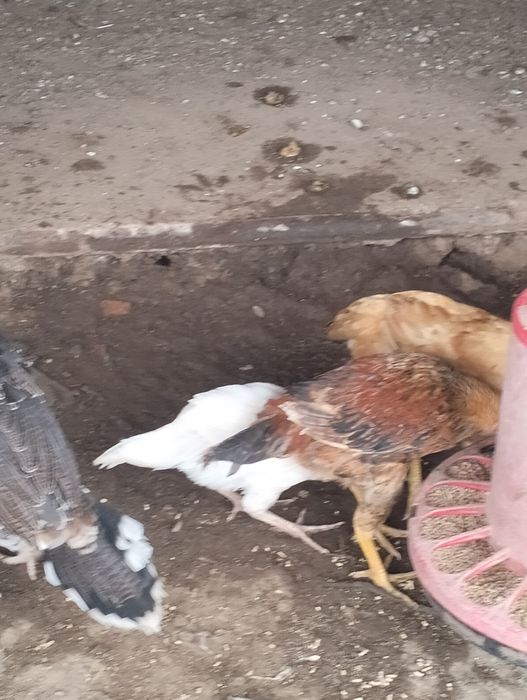 4 pintos cruzados de índio gigante com galo do campo ..
