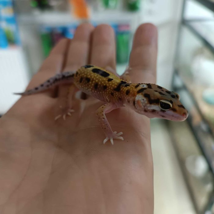 Gekon Gekony Lamparci