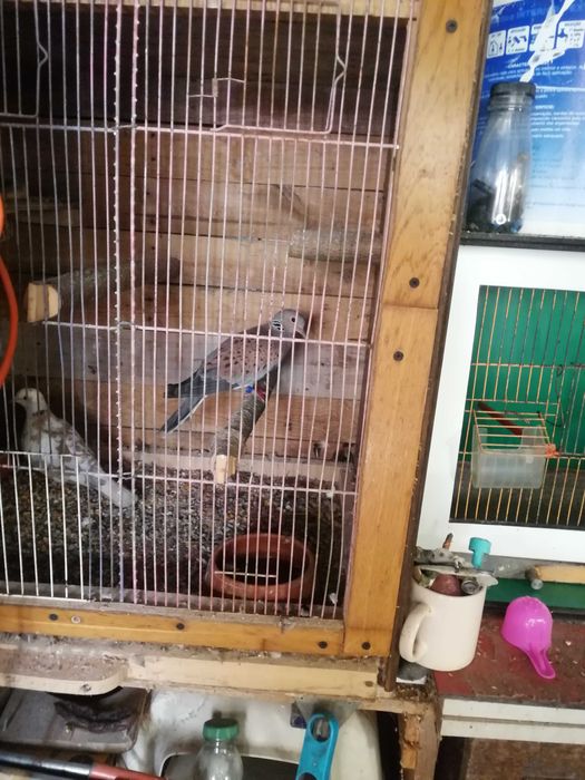 Rolas comuns especiais