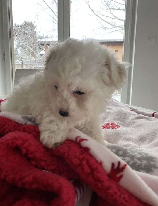 Bichon Frise piesek szczenię