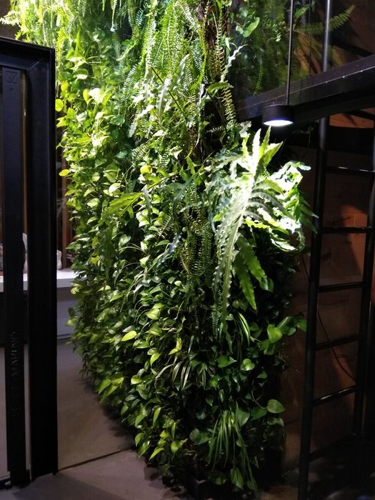 Професійний догляд за кімнатними рослинами фітостінами Лікування