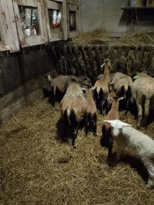 Młode baranki kamerunskie i kozy