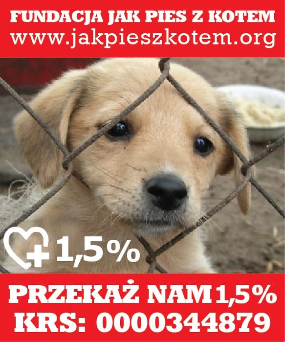 1,5% dla zwierząt- Wspomóż Fundację Jak Pies z Kotem