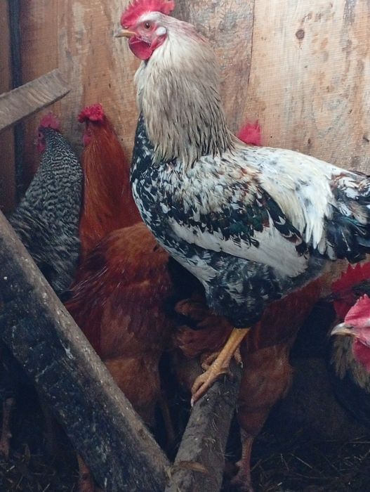 Продам молодих півнів.