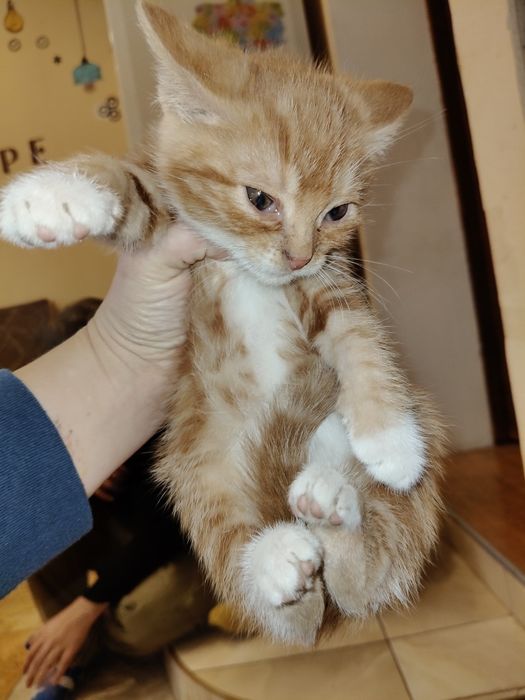 Віддам котиків з передової