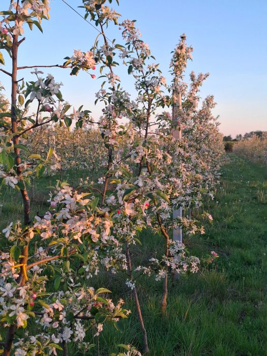 Sad jabłoniowy 1,09ha