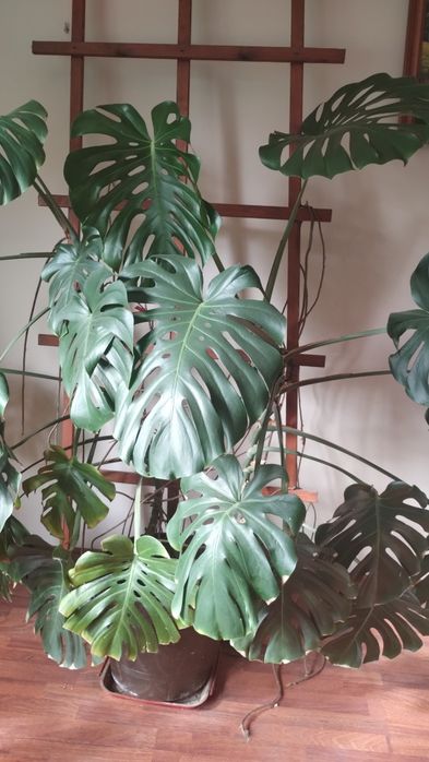 Monstera dziurawa