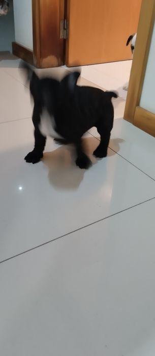 Bulldog francês branco malhado
