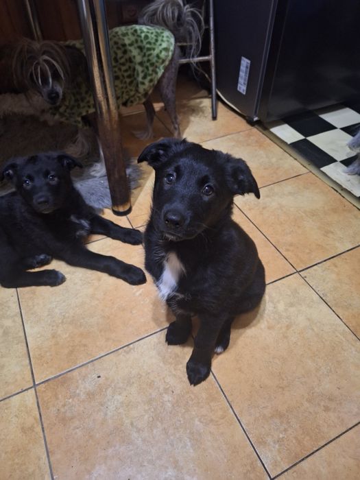 Малышка Мира ищет любящих хозяев.