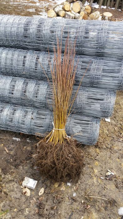 Brzoza Sadzonki 30-50 cm 60 gr PRODUCENT