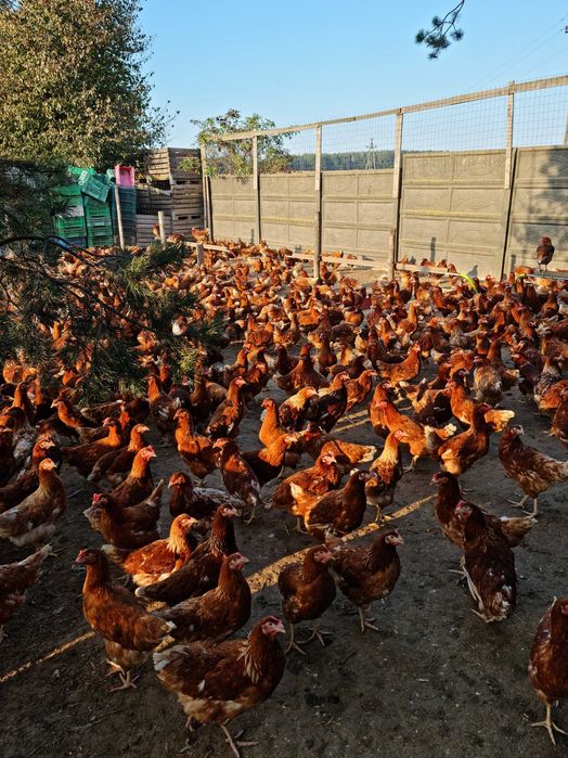 KURY MŁODE NIOSKI Messa Rosa Leghorn z dowozem do klienta GRATIS