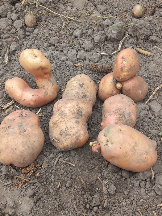 Ziemniaki tradycyjnie NOWA CENA DO ODWOŁANIA!