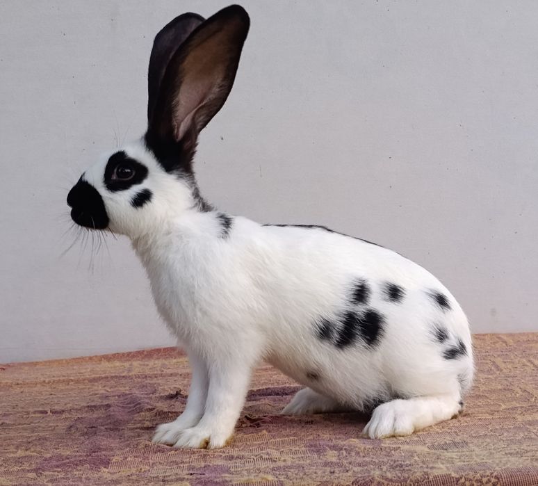 Німецький строкач