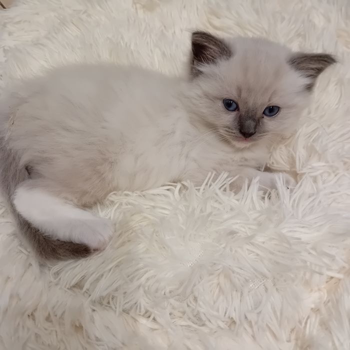 Kotka  Ragdoll z rodowodem
