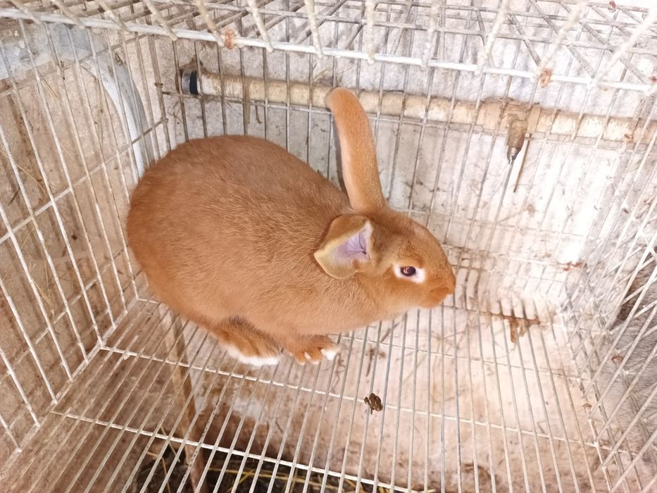 Coelhos anões/ Leonardo de Borgonha  / Cruzamento borboleta com espanhol.