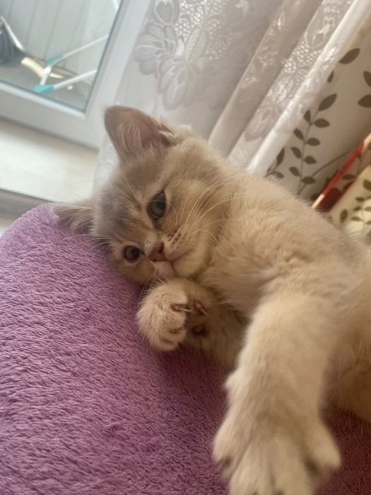 Котик шотландський прямовухий