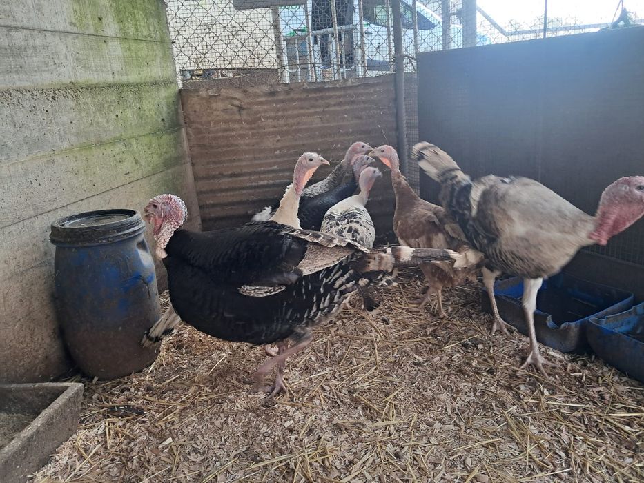 Ovos de peru galados