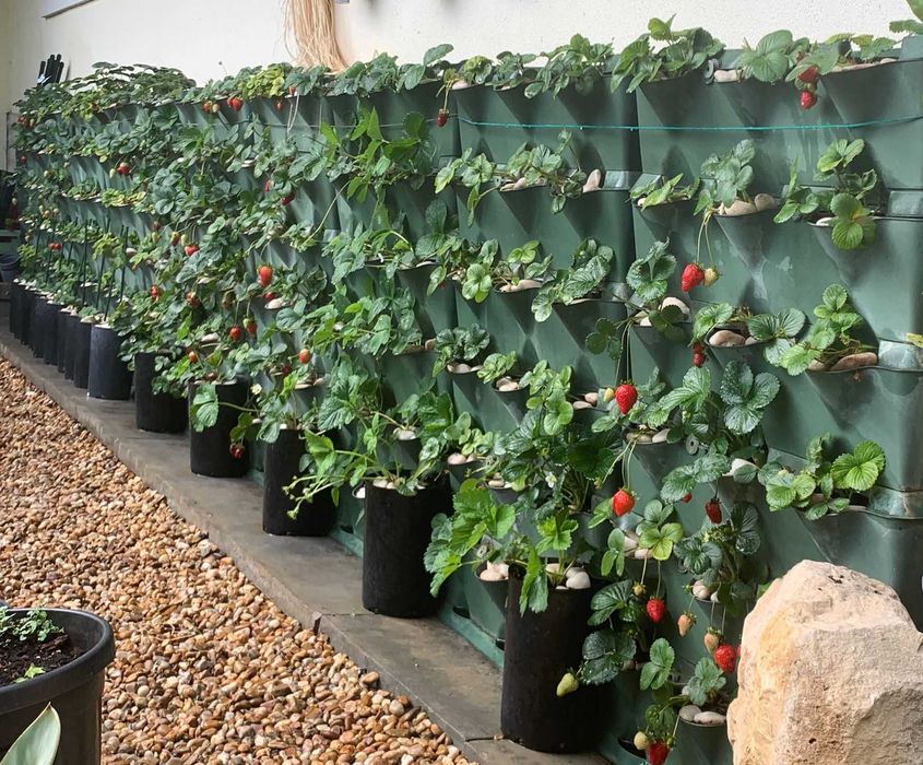 Morangueiros que dão morangos gigantes muito saborosos  Apenas envios