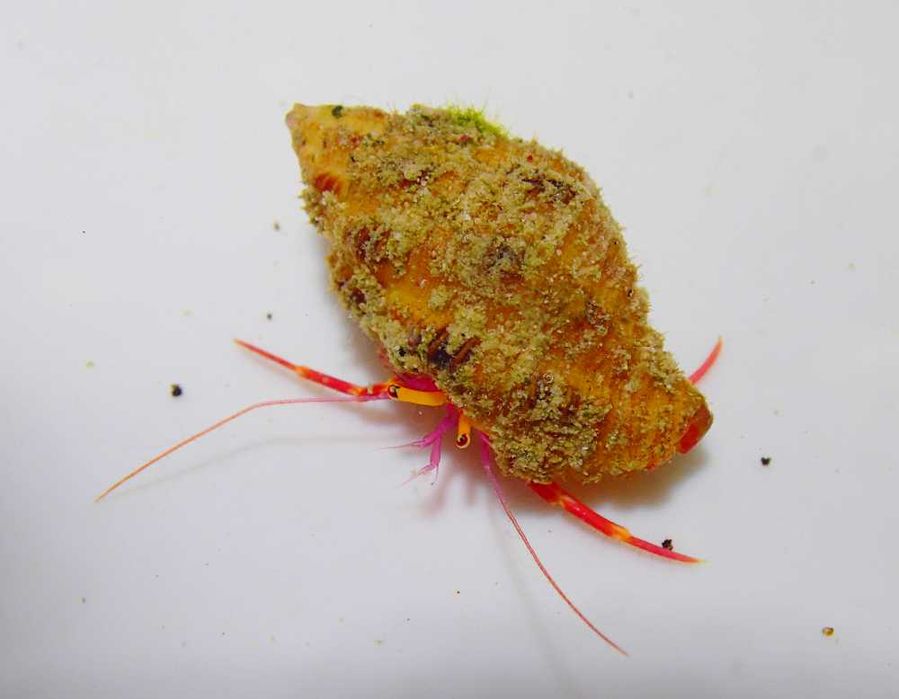 Pylopaguropsis speciosa
