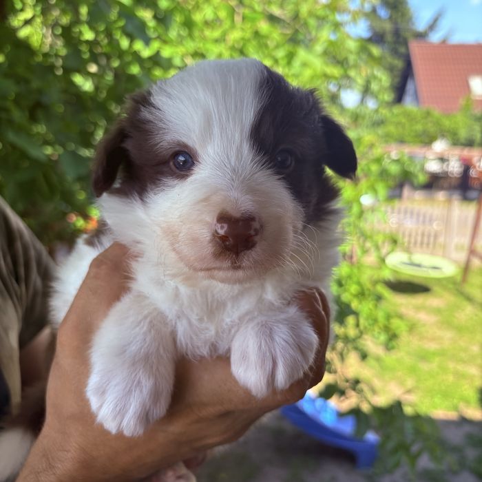 Border Collie czekoladowa suczka Zalia