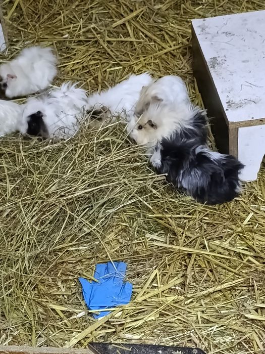 Świnki morskie rozetki długowłose