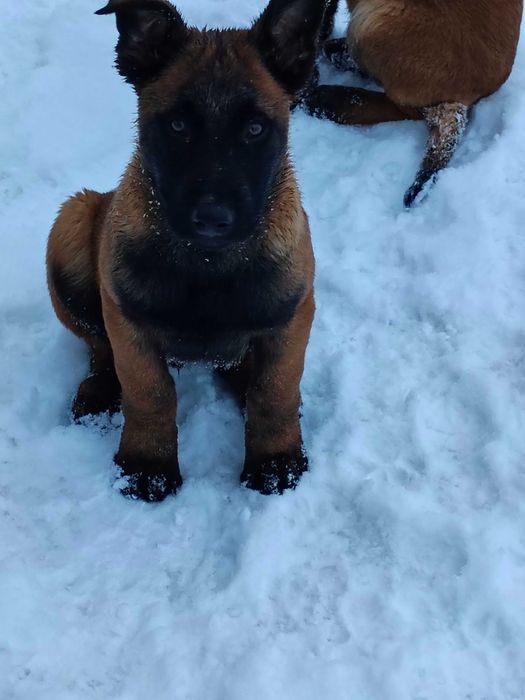 Owczarek Belgijski Malinois-szczenię