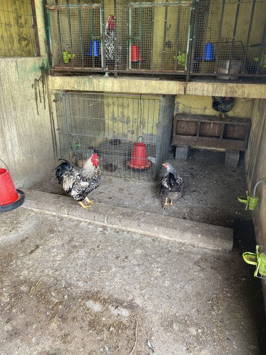 Ovos de Galinhas Whandote Prata