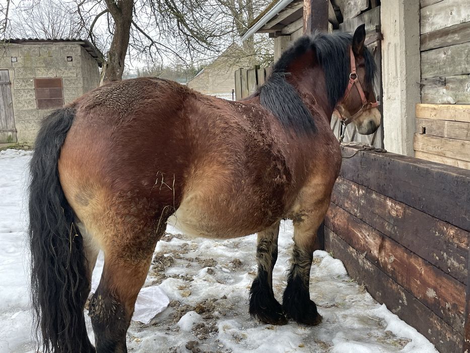 Kobyła Źrebna Spokojna