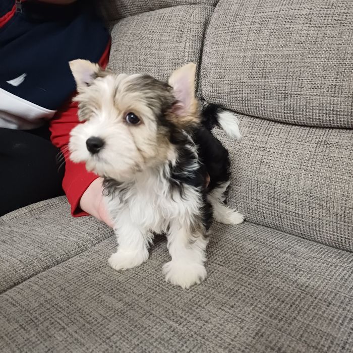 Chlopiec Yorkshire Terrier