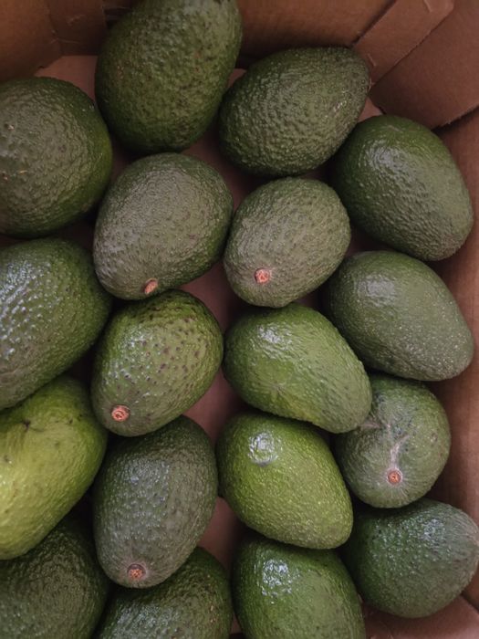 Авокадо ХАСС 18 калібр