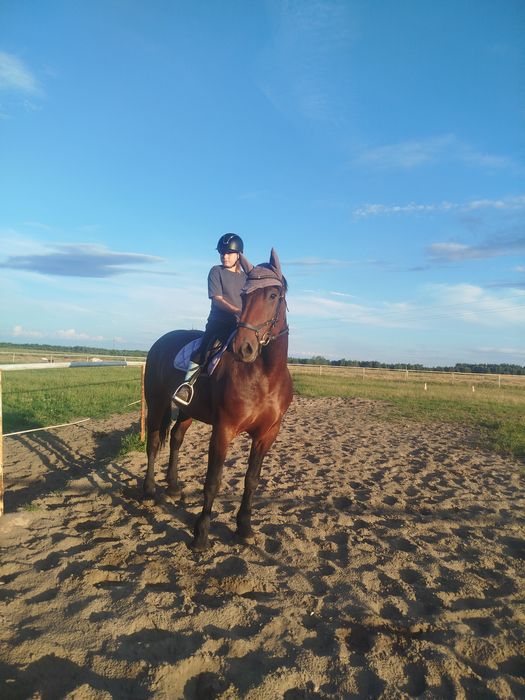 Klacz spokojna siodło zaprzęg