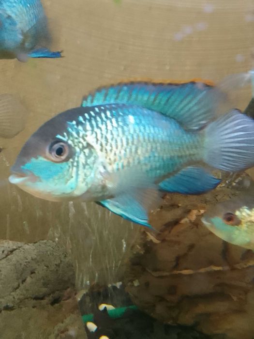 НанакараБлюНеонЭлектрик.Взрослая-молодая рыба.