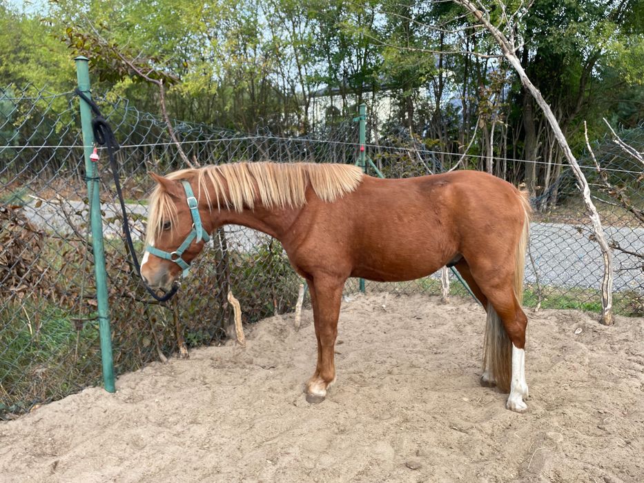 Dwa kuce walijskie wałachy holenderski paszport