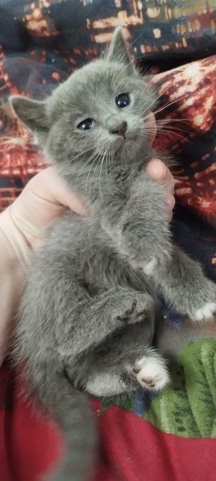 Віддам в гарні руки котенят