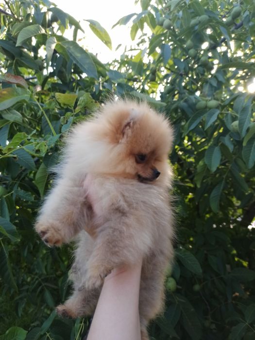 Хлопчик шпіц Манюня
