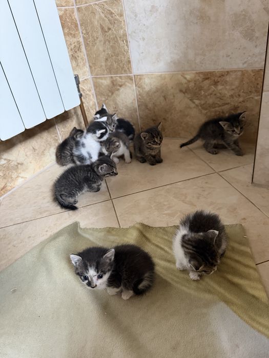 11 kociaków szuka kochających domków