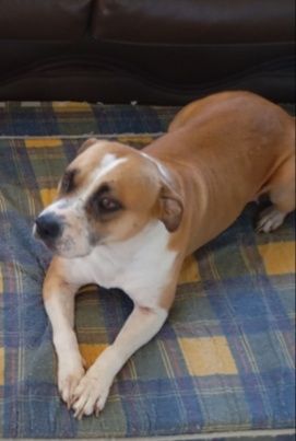 Kaya - AmericanStaff para adoção