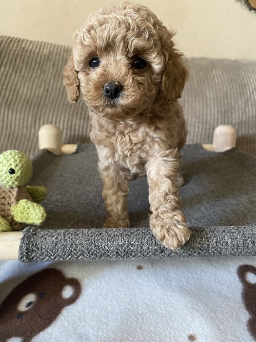 Suczka Millie Cavapoo F1B Pudel Miniaturowy & Cavapoo