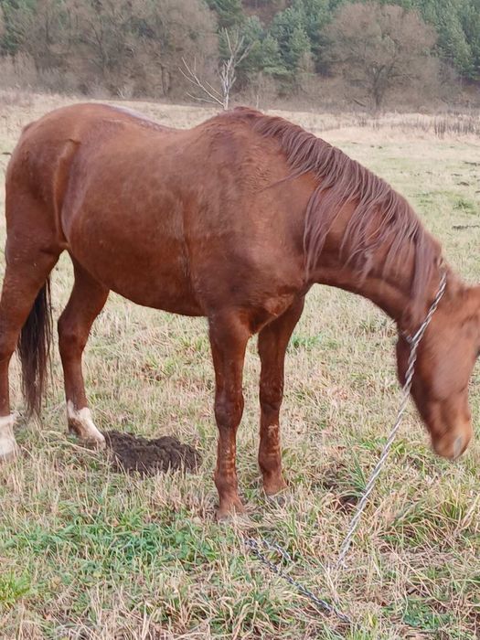 Продається кобила