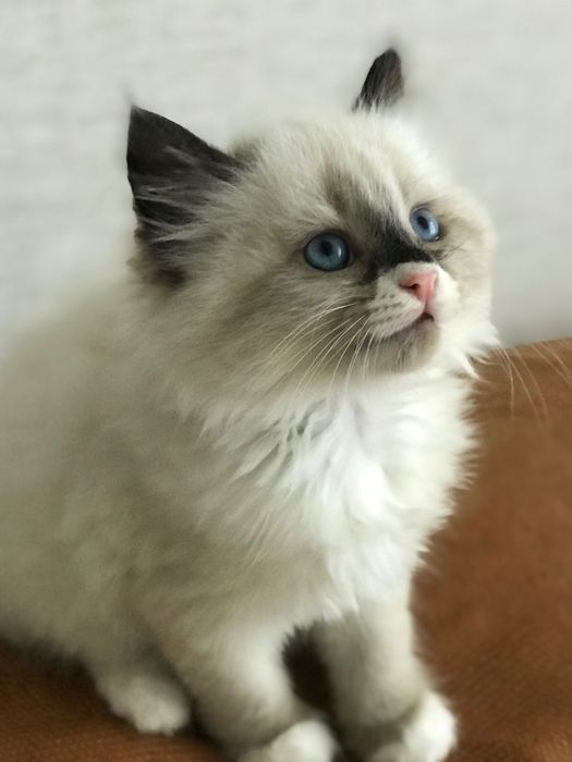 Котята породы Рэгдолл 1,5 мес