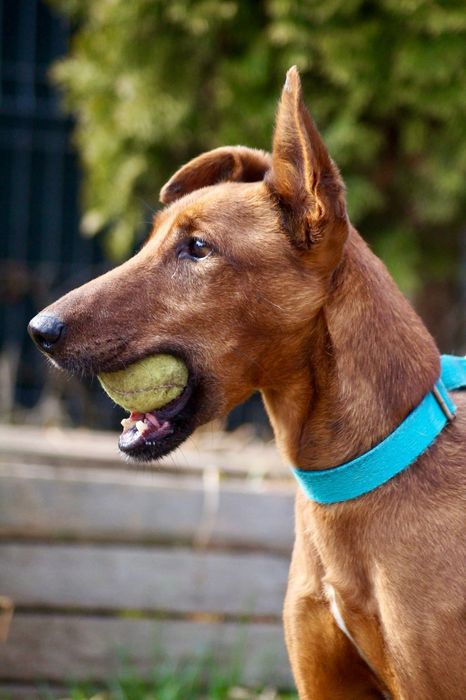 Mix pinczer/terier szuka nowego domu