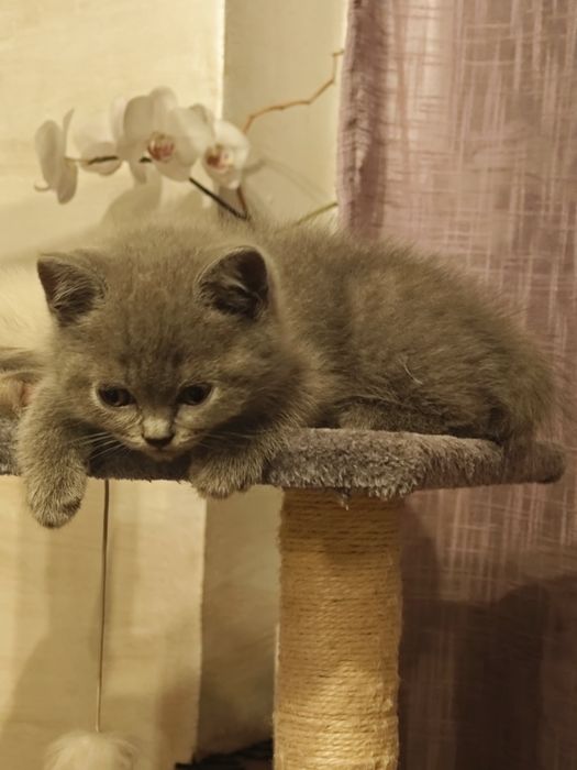 REZERWACJA Kot szkocki niebieski