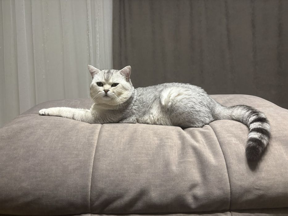 Вязка з шотландським  прямовухим котом