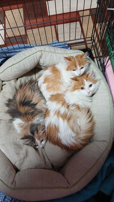 Пушистые котята ищут дом, кот кошка котенок